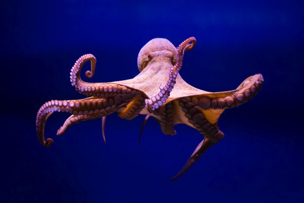 Kraken вывод денег